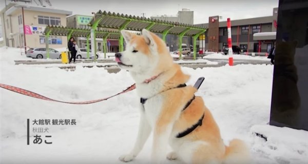 史上最萌谷歌街景:秋田带你看风景 史上最萌谷歌街景:秋田带你看风景_www.365-588.com
